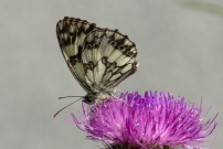 Le Demi-deuil (Lpidoptre - Nymphalidae - Melanargia galathea)